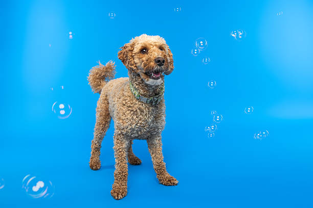 istock Happy Labradoodle Dog Standing with Bubbles on Blue Background 2232201909