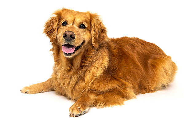istock Golden Retriever Dog Lying Down on White Studio Background 2232202181