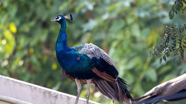 istock Vibrant peacock perched with green foliage. 2232202709
