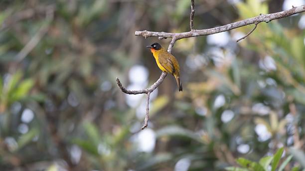 istock Yellow and Black Bird Perched in Forest 2232202712