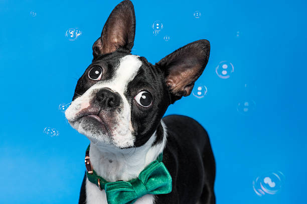 istock Boston Terrier Dog Tilting Head in Green Bow Tie with Bubbles 2232203111