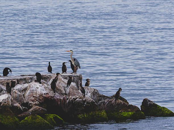 istock coastal rocks with heron birds 2232205670