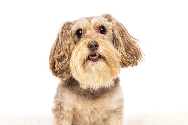 istock Adorable Fluffy Dog with Tongue Out 2232206279