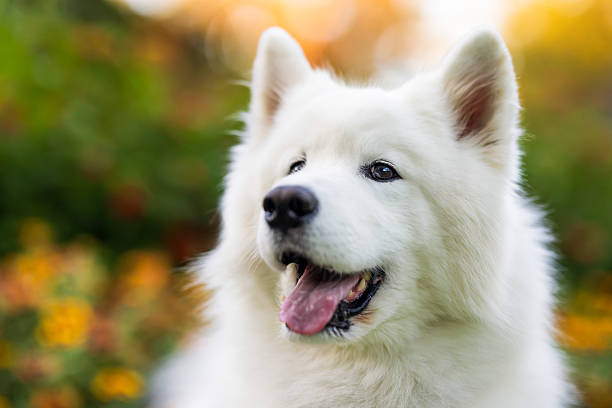 istock Smiling Samoyed in Garden Close-Up 2232206925