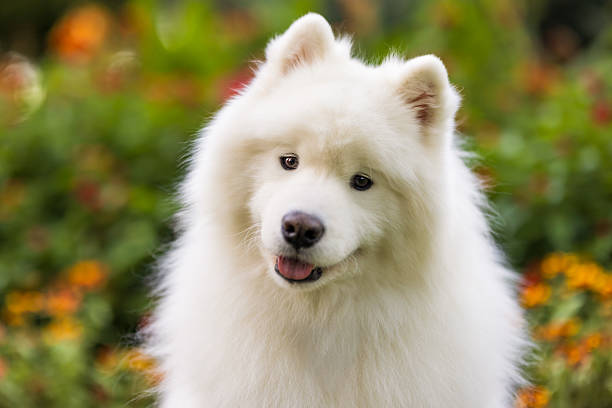 istock Fluffy Samoyed Dog Outdoors 2232206974