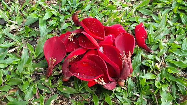 istock Erythrina crista-galli flowers 2232207196