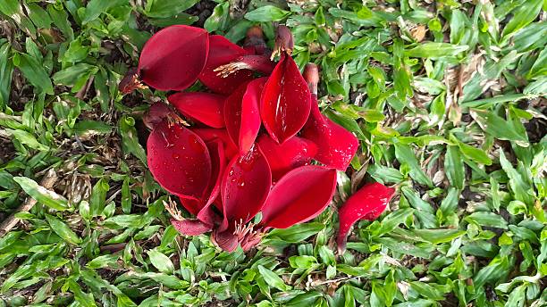 istock Erythrina crista-galli flowers 2232207206