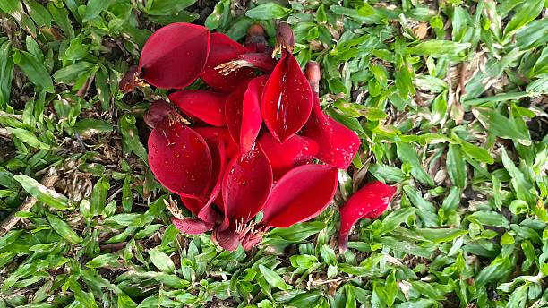 istock Erythrina crista-galli flowers 2232207211