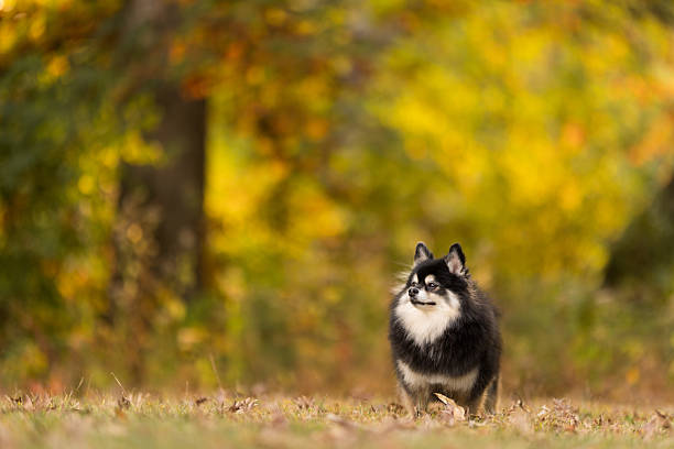 istock Black and White Dog in Autumn Forest 2232207542