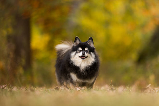 istock Fluffy Dog in Autumn Woods 2232207666