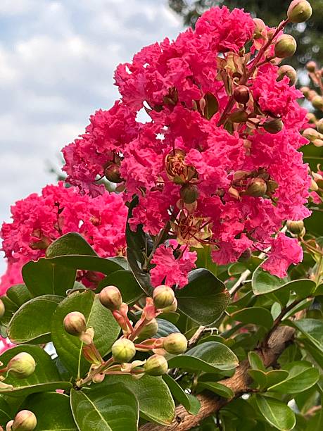 A stunning crape myrtle tree in full bloom, showcasing vibrant pink flowers. The tree stands beside a calm pond in a lush green park, creating a serene and picturesque landscape. The bright blossoms contrast beautifully with the surrounding greenery, making for a captivating nature scene.