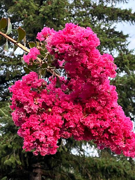 Summertime, Skamania, Washington