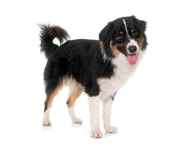 istock tricolor australian shepherd 2232210383