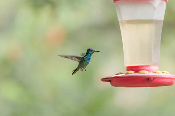 istock Golden-tailed Sapphire flying around feeder 2232211716