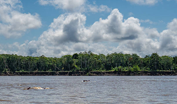 istock Endangered Pink River Dolphin in the Beautiful Untamed Vast Amazon River and the Amazon Rainforest in the Tamshiyacu Tahuayo Regional Conservation Area Near Iquitos, Peru in South America. 2232214463