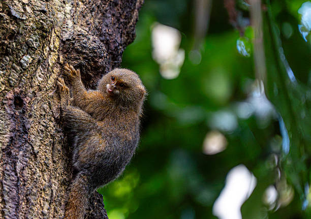 Wild pygmy marmoset monkey in the beautiful untamed vast Amazon River and the Amazon Rainforest in the Tamshiyacu Tahuayo Regional Conservation Area near Iquitos, Peru in South America.