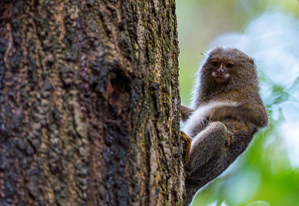 Wild pygmy marmoset monkey in the beautiful untamed vast Amazon River and the Amazon Rainforest in the Tamshiyacu Tahuayo Regional Conservation Area near Iquitos, Peru in South America.