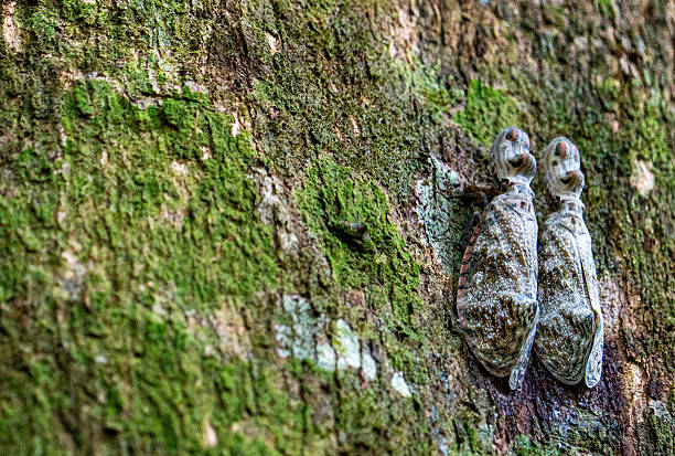 Interesting Looking Moth in the beautiful untamed vast Amazon River and the Amazon Rainforest in the Tamshiyacu Tahuayo Regional Conservation Area near Iquitos, Peru in South America.