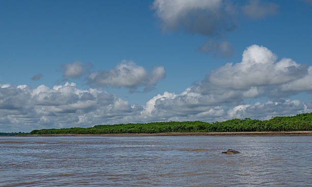 istock Endangered Pink River Dolphin in the Beautiful Untamed Vast Amazon River and the Amazon Rainforest in the Tamshiyacu Tahuayo Regional Conservation Area Near Iquitos, Peru in South America. 2232214749