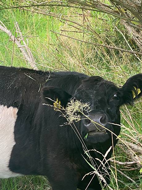 istock A foraging imperfect belted galloway cow. Restoration ecology. 2232215516