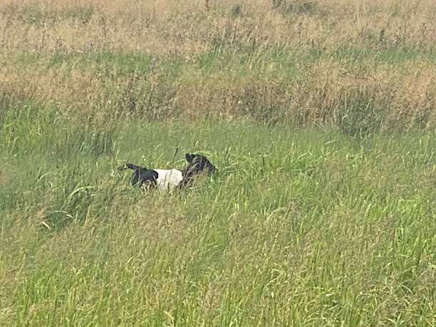 Running belted galloway calf - vitality.