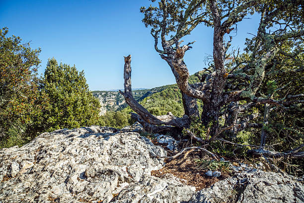 Mountain Scrubland scenery of Verdon Gorge ,  Quinson, Provence; France