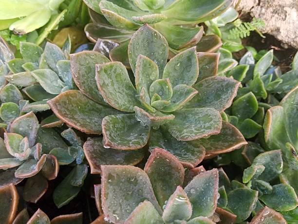 istock Dark green succulent plant 2232222434