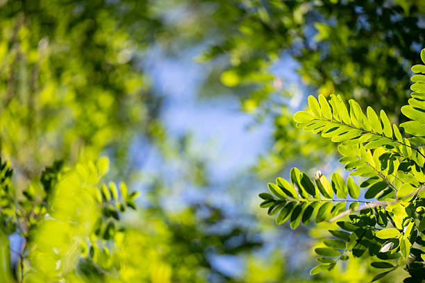 Bright green leaves are captured in sharp focus with a soft blue sky in the background. Sunlight highlights the fresh foliage, creating a vibrant and uplifting natural scene. The composition emphasizes the beauty of growth, renewal, and the harmony of nature.