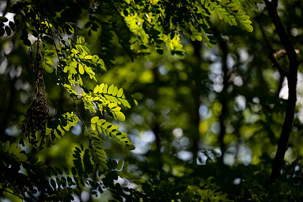 Green leaves are illuminated by sunlight filtering through the dense forest canopy. The play of light and shadow creates a natural contrast, highlighting the textures and shapes of the foliage. The scene evokes a peaceful, vibrant, and refreshing woodland atmosphere.