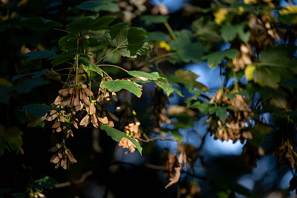 Clusters of brown maple seeds hang from branches surrounded by green leaves, illuminated by soft sunlight. The contrast between the seeds and fresh foliage highlights the natural cycle of growth and renewal. A tranquil forest scene with a mix of light and shadow creates a peaceful atmosphere.
