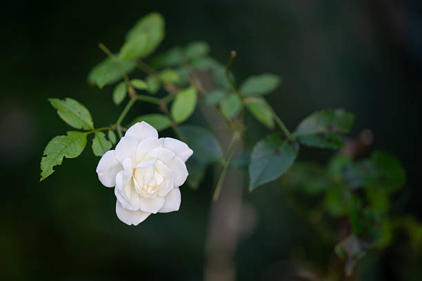 A delicate white rose in full bloom stands out against a dark, blurred background, highlighting its soft petals and natural elegance. Green leaves and stems frame the flower, creating a serene and peaceful garden atmosphere. The composition emphasizes purity, simplicity, and beauty in nature.