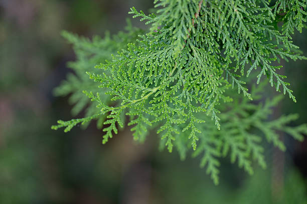 istock Closeup of green cedar branch in forest 2232223067