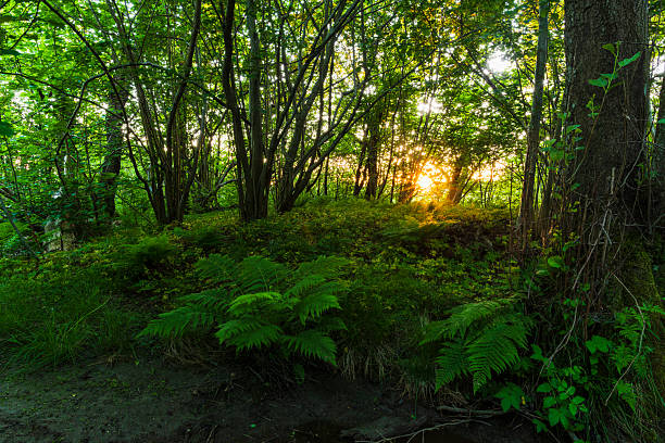 Golden sunlight filters through the trees, illuminating vibrant foliage in a serene Swedish forest at sunset. The peaceful atmosphere invites quiet contemplation and connection with nature.