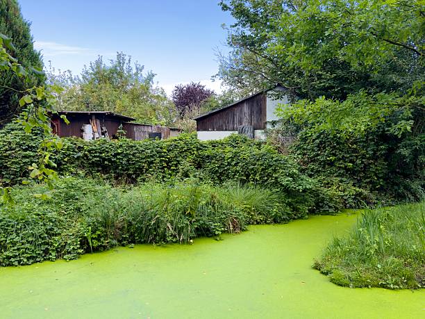 Overgrown pond with Lemnoideae or duckweed in front of rustic wooden sheds surrounded by dense vegetation