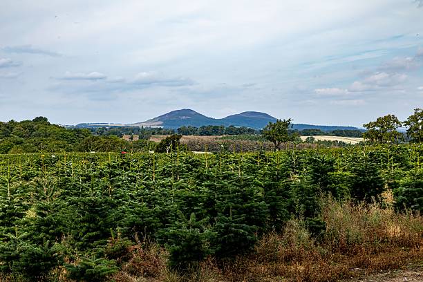 istock Pine Tree Farm With Eildon Hills In The Background. 2232227718