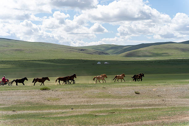 Shepherd chasing horses