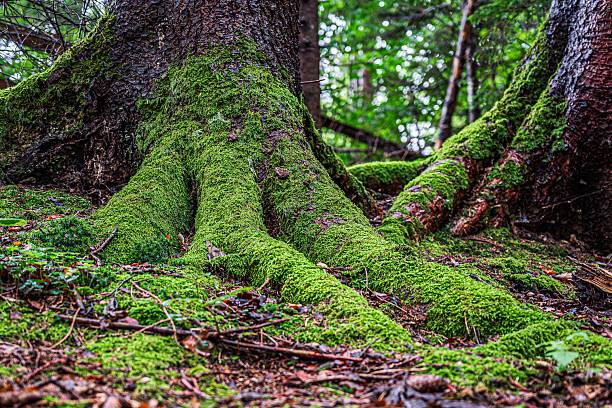 istock Tree roots with lush green moss in forest. 2232229925