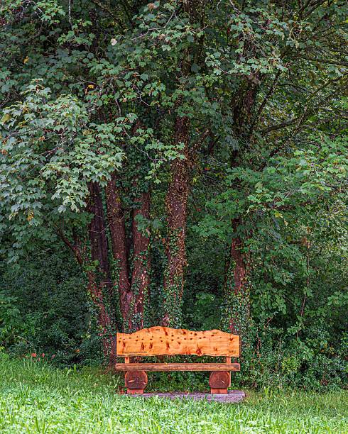 istock Wooden bench in a lush green forest setting. 2232229967