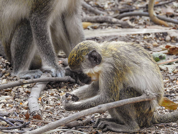 Dusky leaf monkeys grooming in rainforest  adult picks through younger's fur, intimate bonding moment in malaysian tropical habitat. Photography, no generative ai