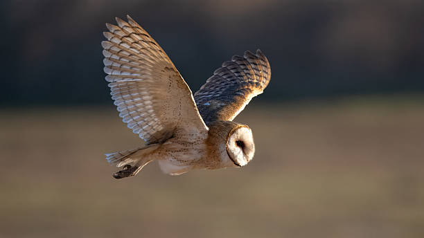 istock Barn Owl out on the Morning Hunt 2232231736