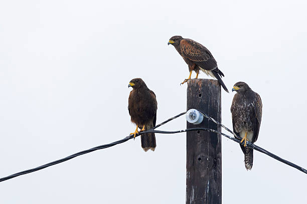 istock Two juvenile and adult Harris's hawk (Parabuteo unicinctus) perched. 2232231737