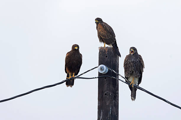 Two juvenile and adult Harris's hawk (Parabuteo unicinctus) perched.