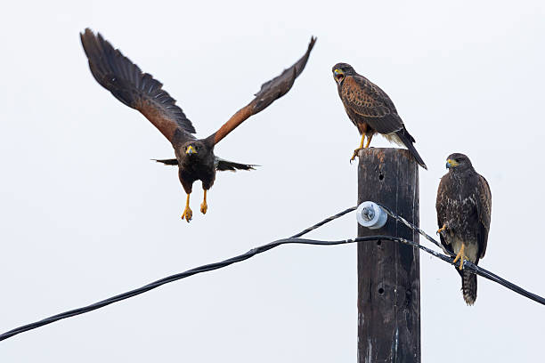 istock Two juvenile and adult Harris's hawk (Parabuteo unicinctus) perched. 2232231824
