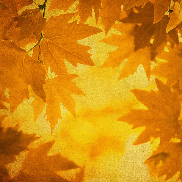 istock Autumn leaves over vintage background. Perfect grunge fall texture. 2232232079