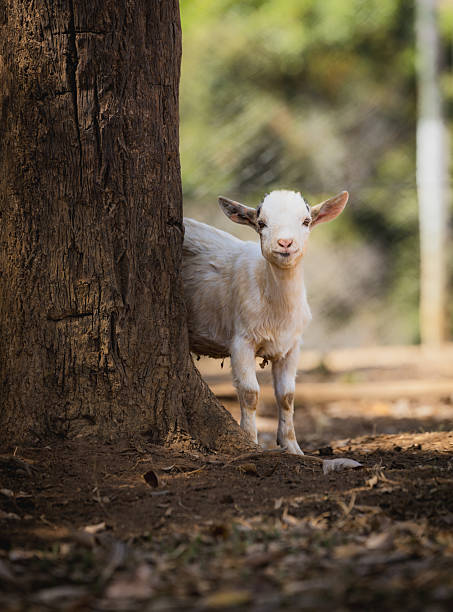 istock American Pygmy Baby Goat 2232232399