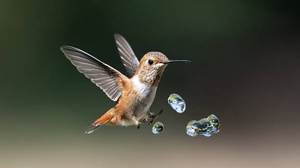 istock Hummingbird Amid Water Droplets 2232232877