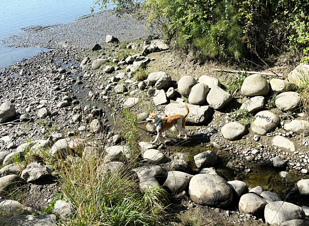 Looking out at a dog carrying a stick in her mouth on a riverbank in the Pacific Northwest.