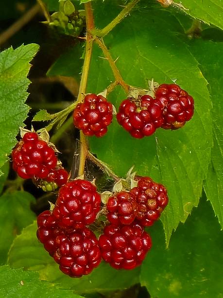 istock Summer Berries in the Wild. 2232237136