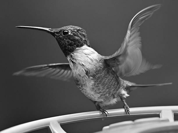 istock Male ruby-throated hummingbird spreading wings, black and white 2232237745