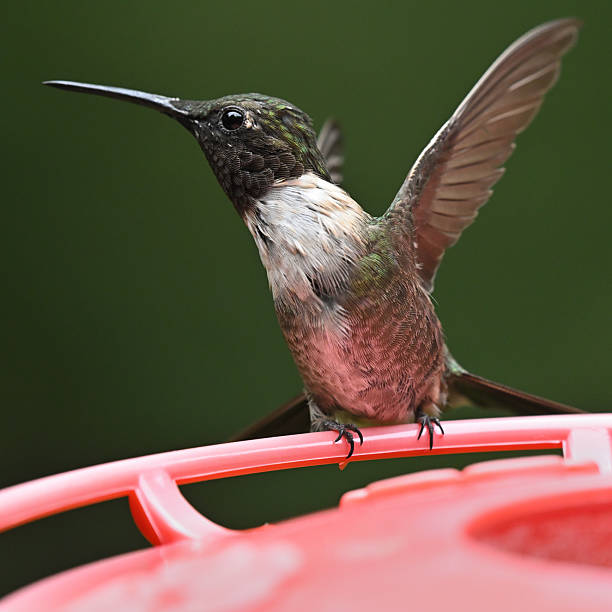 Male ruby-throated hummingbird spreading wings at feeder, fending off another hummingbird. His throat looks blackish when it's not reflecting the light. Hummingbirds aggressively defend their feeding areas. They're the smallest bird in eastern North America, yet arguably the most aggressive.